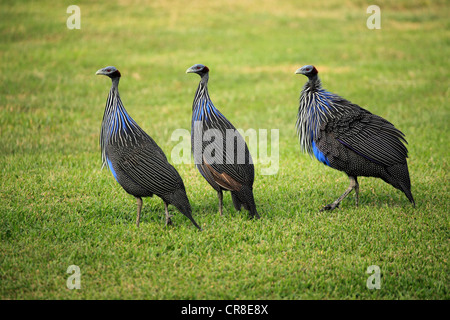 Vulturine le faraone (Acryllium vulturinum), adulti, gruppo, Africa Foto Stock
