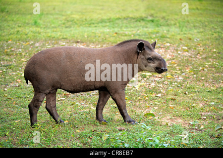 Sud Americana tapiro, Tapiro brasiliano o pianura il tapiro (Tapirus terrestris), Adulto, Pantanal, Brasile, Sud America Foto Stock