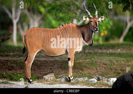 Eland (Taurotragus oryx), Adulto, Africa Foto Stock