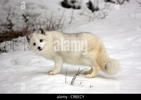 Volpe Artica, volpe bianca, volpe polare o neve volpe (Vulpes vulpes lagopus precedentemente Alopex lagopus), Adulto, foraggio per il cibo nella neve Foto Stock