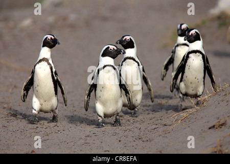 I Penguins africani, nero-footed o dei pinguini Jackass Penguin (Spheniscus demersus), gruppo sulla spiaggia, Betty's Bay, Sud Africa Foto Stock
