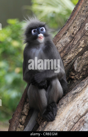 Dusky Leaf Monkey, Spectacled Langur (Trachypithecus obscurus, Presbytis oscura), Adulto, maschio, su albero, Asia Foto Stock
