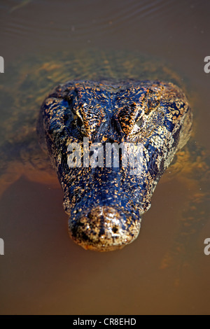 Caimano Yacaré o Piranha (Caimano yacare Caimano), adulto, in acqua, Pantanal, Brasile, Sud America Foto Stock