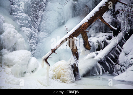 Falkau cascata, completamente congelato, Falkau, Mt Feldberg, Foresta Nera, Baden-Wuerttemberg, Germania, Europa Foto Stock