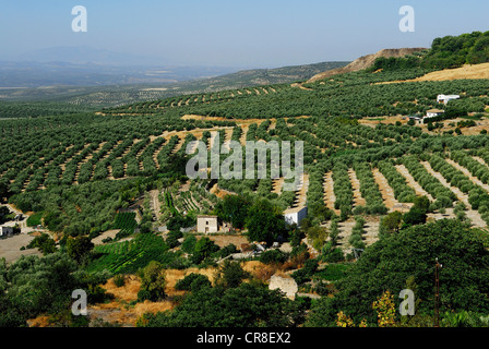 Spagna, Andalusia, provincia di Jaén, Ubeda, città patrimonio mondiale dell'UNESCO, ulivi campo Foto Stock