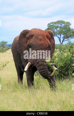 Elefante africano (Loxodonta africana), Adulto, maschio, alimentazione, Kruger National Park, Sud Africa e Africa Foto Stock