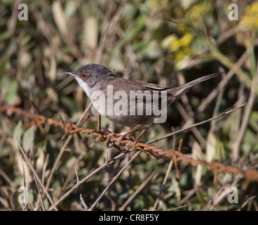 Sardo femmina Trillo Sylvia melanocephala sul territorio vicino a nido Spagna meridionale Foto Stock