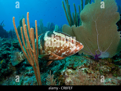 Una diffida Cernie Nassau. Foto Stock