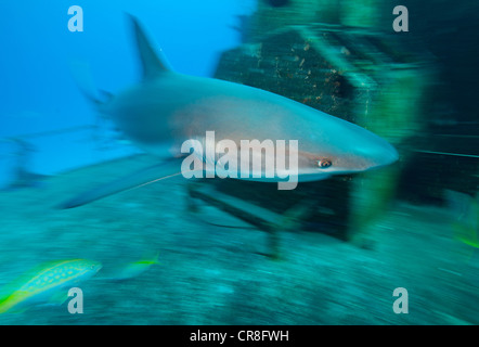 Caribbean Reef Shark e Relitto Foto Stock