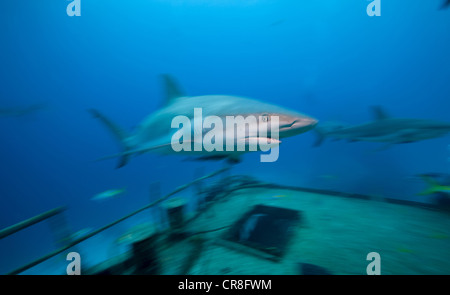 Caribbean Reef Shark e Relitto Foto Stock