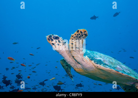 Tartaruga embricata a metà- acqua Foto Stock