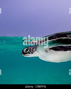 Il novellame di tartaruga verde Foto Stock