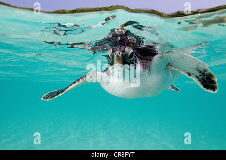 Il novellame di tartaruga verde Foto Stock