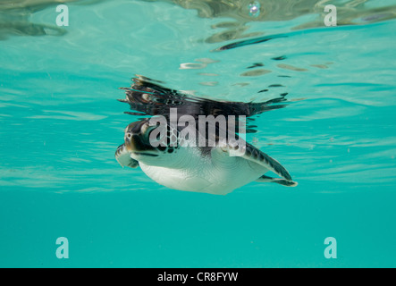 Il novellame di tartaruga verde Foto Stock