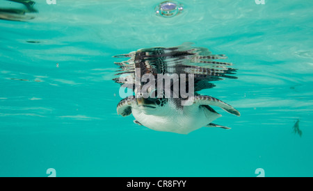 Il novellame di tartaruga verde Foto Stock