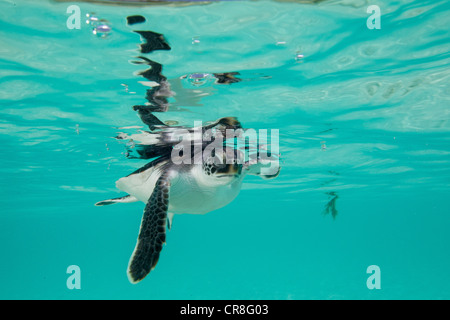 Il novellame di tartaruga verde Foto Stock