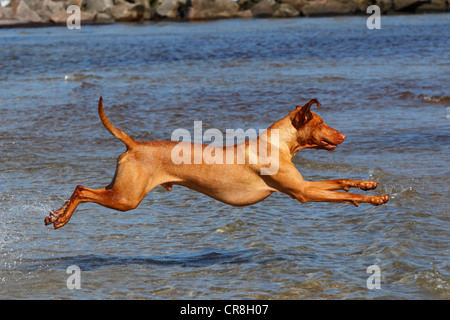 Magyar Vizsla, Ungherese Vizsla o ungherese puntatore, cane maschio (Canis lupus familiaris) in esecuzione in acqua a un cane spiaggia Foto Stock