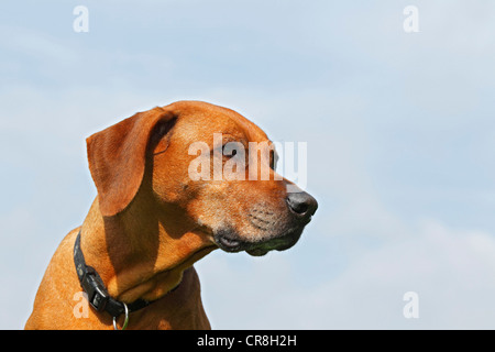 Ridgeback rhodesiano, cane femmina (Canis lupus familiaris), ritratto Foto Stock