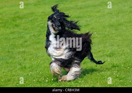 Maschio di Levrieri Afghani (Canis lupus familiaris), in esecuzione su una pista coursing Foto Stock