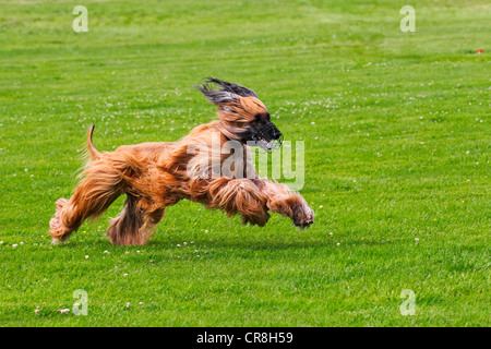 Voce maschile Afghan hound dog (Canis lupus familiaris), in esecuzione su coursing via Foto Stock