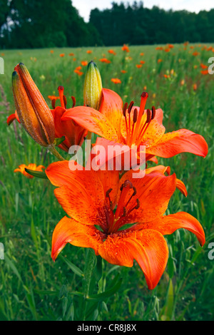 Fioritura di gigli arancione o incendio gigli (Lilium bulbiferum) lungo il campo Percorso giglio di Govelin, Goehrde, Wendland ha Foto Stock