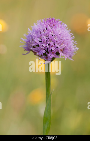 Kugelorchis orchidea (Traunsteinera globosa), Rax, Austria Inferiore, Austria, Europa Foto Stock