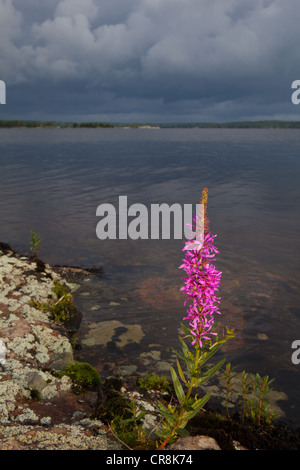 Purple loosestrife fiore, Lythrum salicaria, a Brattholmen nel lago Vansjø, Østfold, Norvegia. Vansjø è una parte di Morsavassdraget. Foto Stock