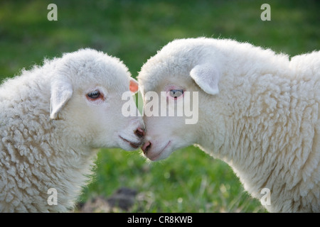 Due agnelli faccia a faccia, close up Foto Stock