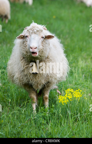 Pecore con campana scollo rotondo Foto Stock