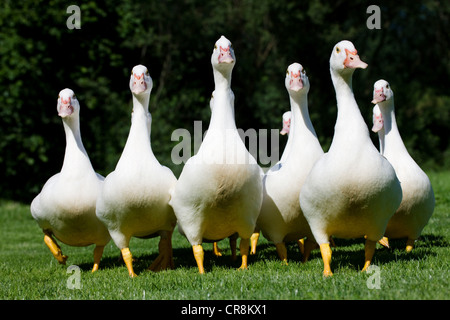 Gruppo di oche Foto Stock