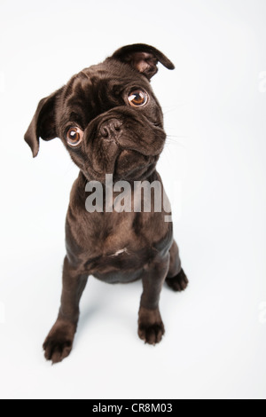 Pug dog sitter giù, ritratto Foto Stock