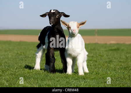 Due capretti in campo Foto Stock