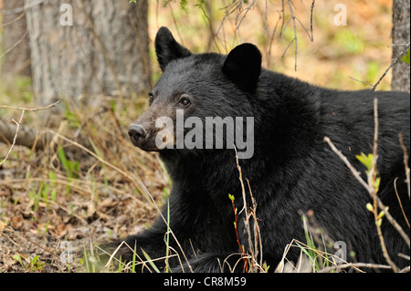 American Black Bear (Ursus americanus) alimentazione su erbe e il tarassaco in primavera, il Parco Nazionale di Jasper, Alberta, Canada Foto Stock