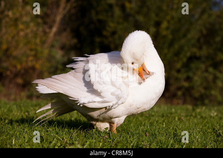 Oca che preening Foto Stock