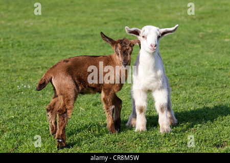 Due capretti in campo Foto Stock