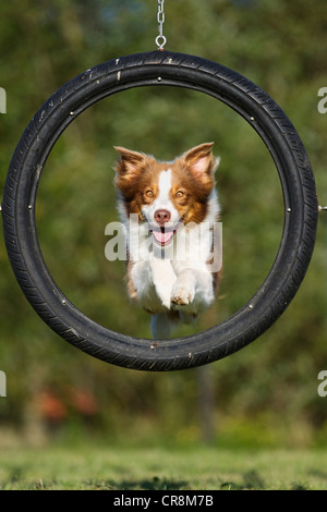 Il salto del cane attraverso il pneumatico Foto Stock