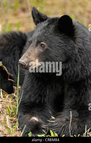 American Black Bear (Ursus americanus) alimentazione su erbe e il tarassaco in primavera, il Parco Nazionale di Jasper, Alberta, Canada Foto Stock