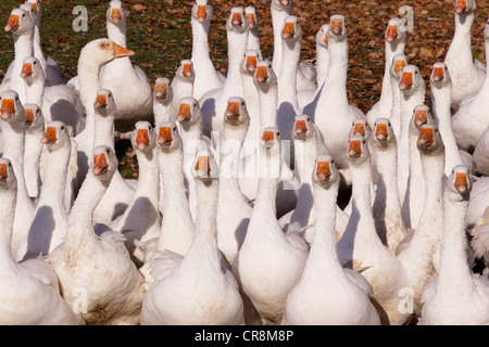 Gruppo di oche Foto Stock