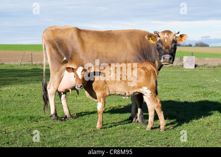 Latte di mucca e di vitello in campo Foto Stock