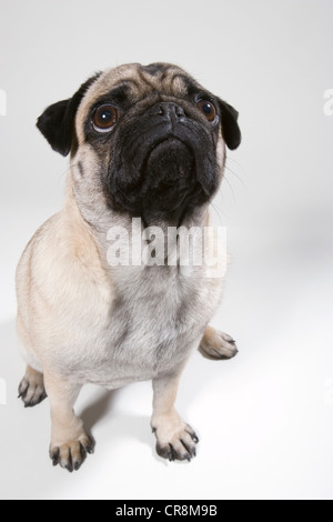 Pug dog, ritratto Foto Stock