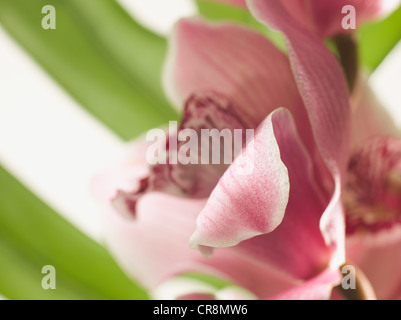 Fiore rosa, close up Foto Stock