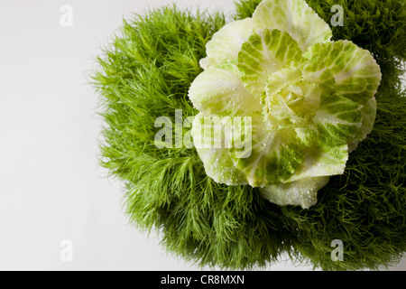 Foglie verdi di erba Foto Stock