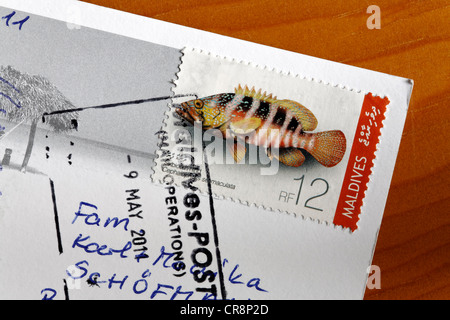 Stampigliato francobollo Sixspot con il raggruppatore (Cephalopholis sexmaculata) dalle Maldive su una cartolina Foto Stock