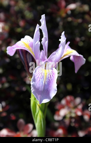 Iris blu Foto Stock