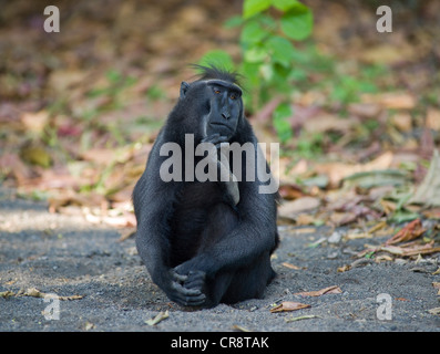 Celebes macaco crestato (Macaca nigra) con la sua mano sul suo mento, Tangkoko National Park, Sulawesi, Indonesia, Asia Foto Stock