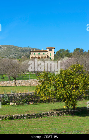 Fioritura del mandorlo piantagione nei pressi di Andratx, Maiorca, isole Baleari, Spagna, Europa Foto Stock
