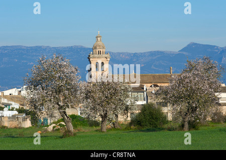 Mandorli in fiore Algaida, Maiorca, isole Baleari, Spagna, Europa Foto Stock