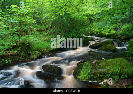 UK,South Yorkshire,Peak District,vicino a Sheffield,Wyming Brook Foto Stock