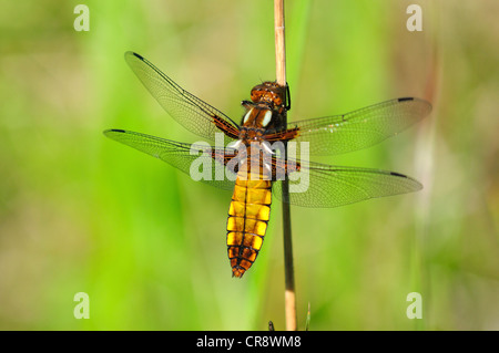 Un ampio e corposo chaser dragonfly a riposo su una canna REGNO UNITO Foto Stock