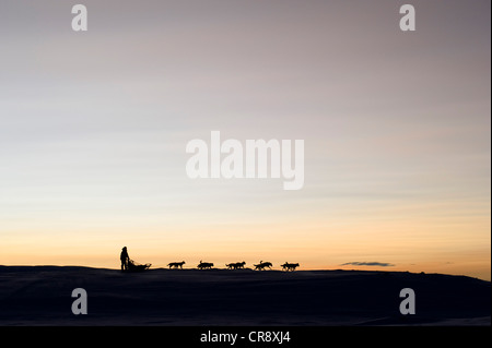 Sled Dog team, Alaskan Huskies durante l'allenamento quotidiano per la Finnmarksløpet Sled Dog Race, altopiano Finnmarksvidda, Finnmark Foto Stock